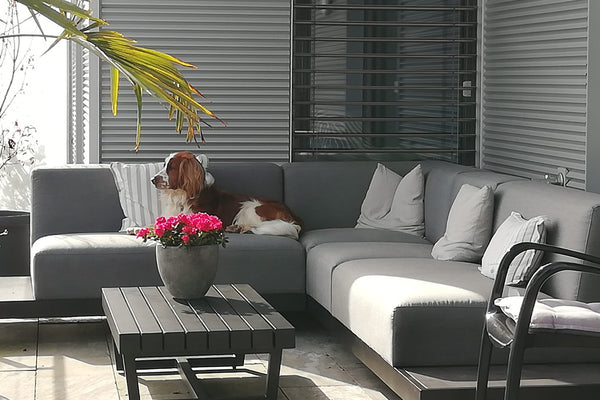 graue wetterfeste gartenlounge mit hund auf balkon. 